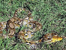 Yellow-head Retic (male) body shot 01