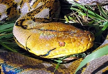 Yellow-head Retic (male) head shot