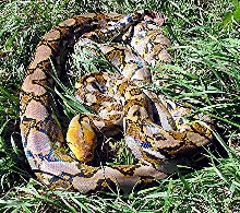Yellow-head Retic (male) body shot 02