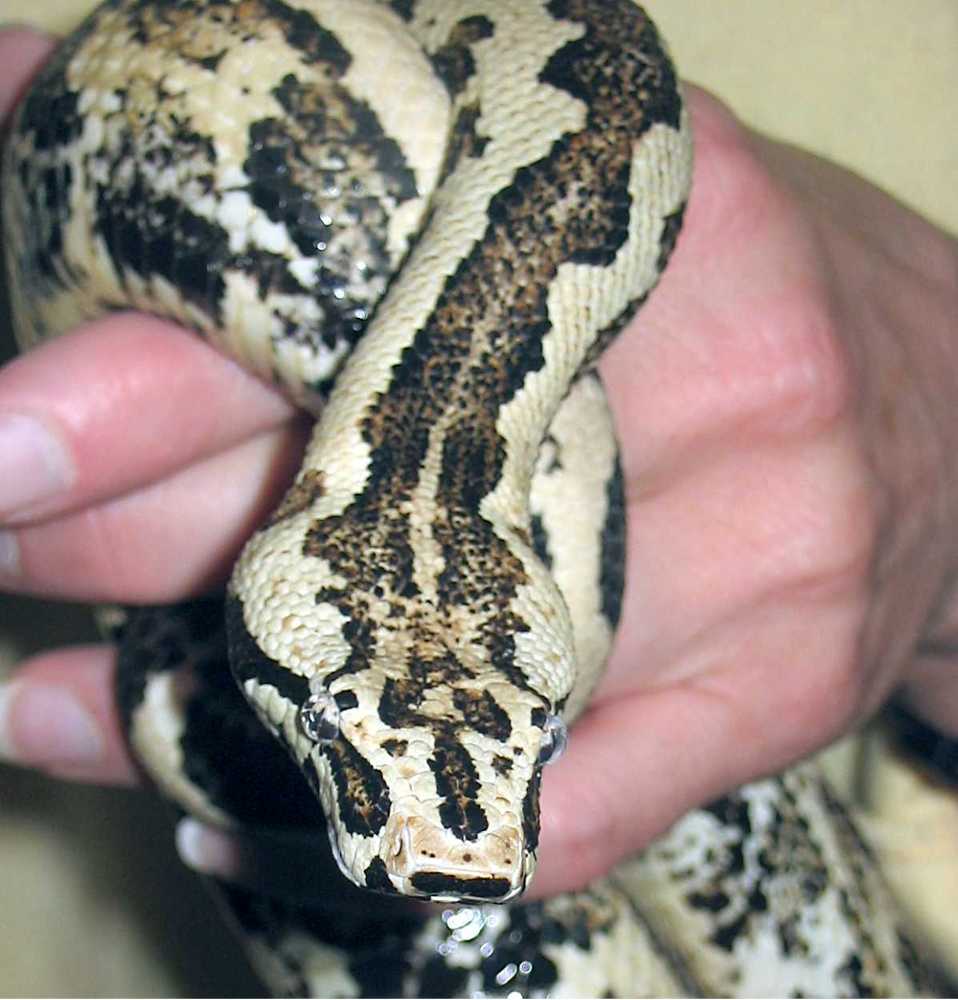 Santa Isabel Island Boa
