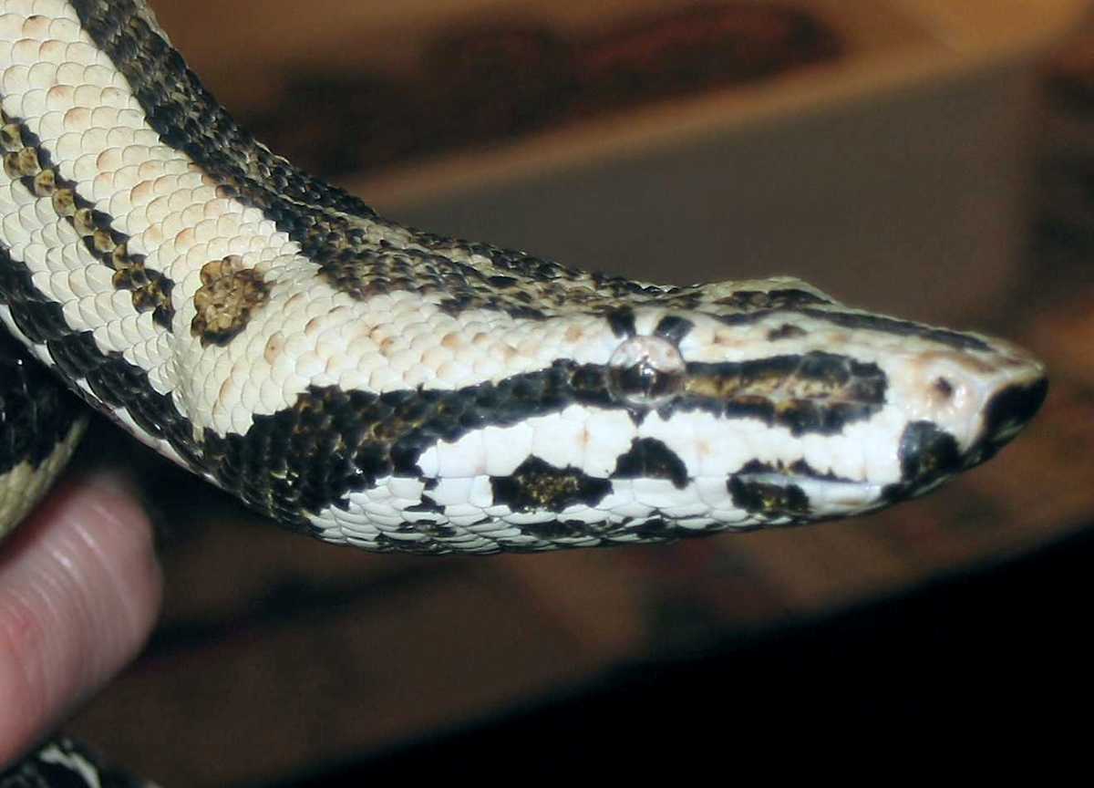 Santa Isabela Island Boa