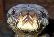Barneck- headshot1