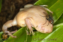 Albino Western Narrow-Mouth Toad