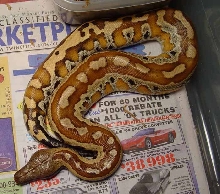Female Blood
