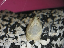 Amadaeus
