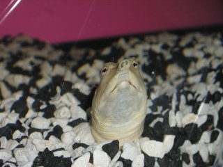 Amadaeus