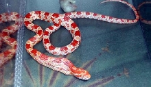 Amel swallowing