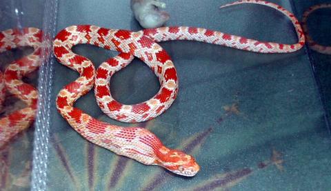 Amel swallowing