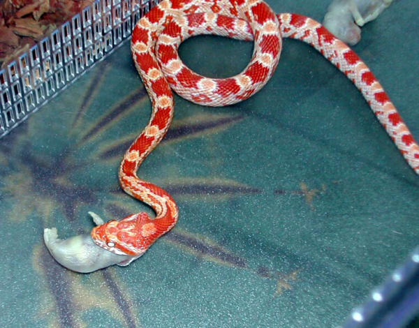 Amel eating