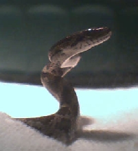profile