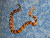 male2