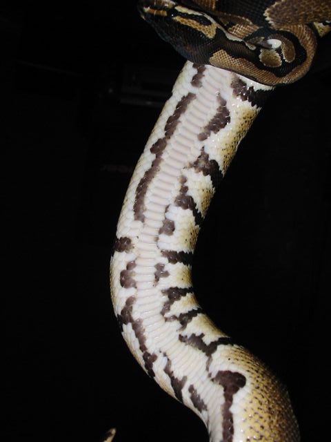 Banded belly