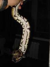 Banded female