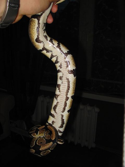 Banded female