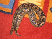 Regius female