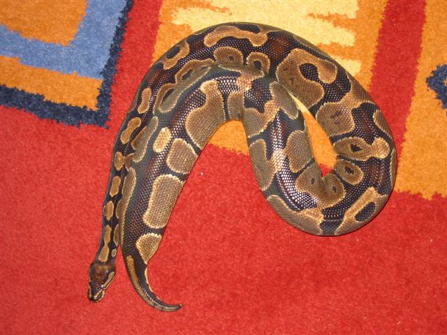 Regius female