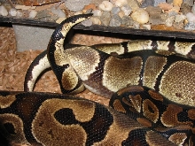 Fall 2004 Regius copulation