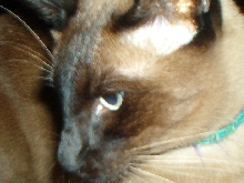 Close up of "Logan"