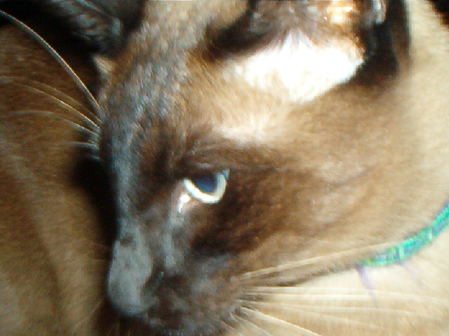 Close up of "Logan"