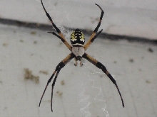 What Is This?