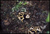 Leucomelas Male
