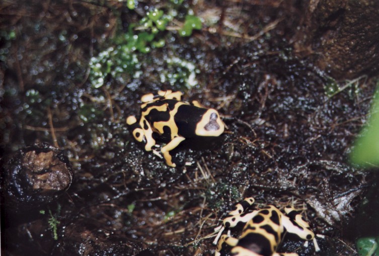 Leucomelas Male