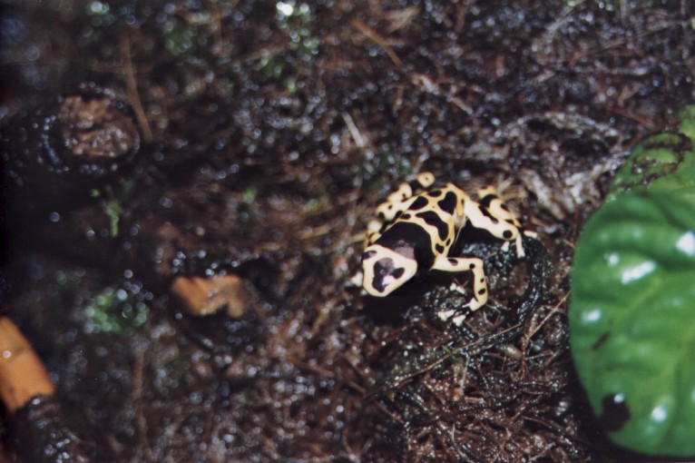 Leucomelas Male