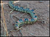 Unknown snake