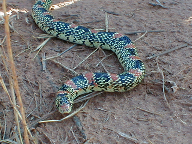 Unknown snake