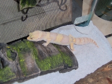 Leopard Gecko