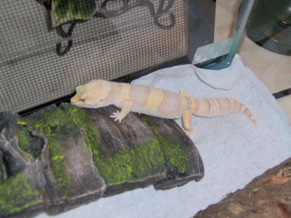 Leopard Gecko