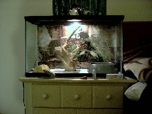 reeses new cage