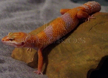 Tremper Tangerine Albino