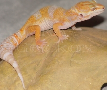 Tremper Tangerine Albino