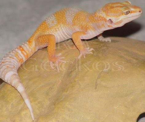 Tremper Tangerine Albino