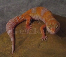 Tremper Tangerine Albino