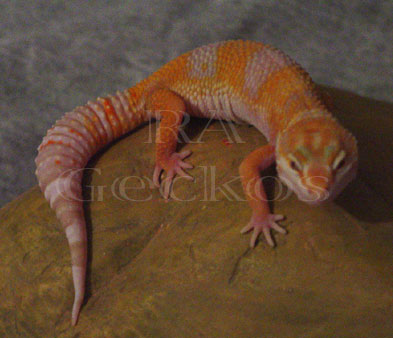 Tremper Tangerine Albino