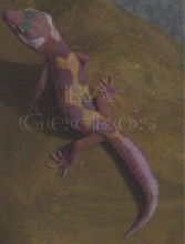 Tremper Jungle Albino