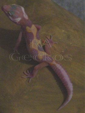Tremper Jungle Albino