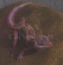 Tremper Jungle Albino