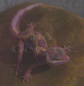 Tremper Jungle Albino