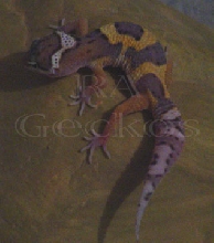 Jungle Leopard Gecko