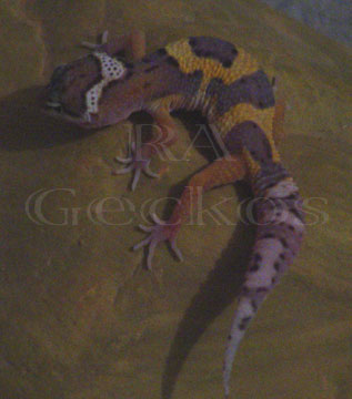 Jungle Leopard Gecko