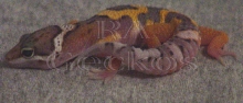 Jungle Leopard Gecko