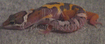 Jungle Leopard Gecko