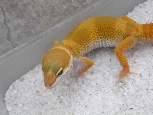 Fireball, my new Hisss line SHTCT male!