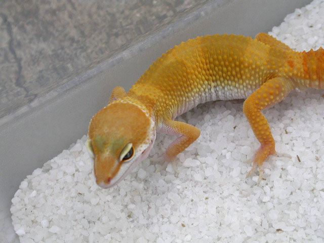 Fireball, my new Hisss line SHTCT male!