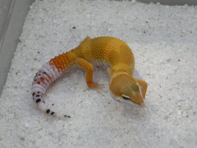 Another one of Fireball.