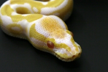Albino
