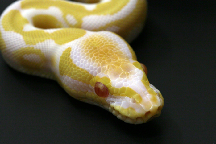Albino